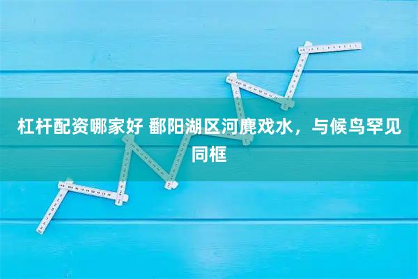 杠杆配资哪家好 鄱阳湖区河麂戏水，与候鸟罕见同框